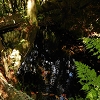 Plants: image 32 Of 208 Thumb
